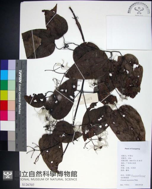 麥氏鐵線蓮藏品圖，第1張