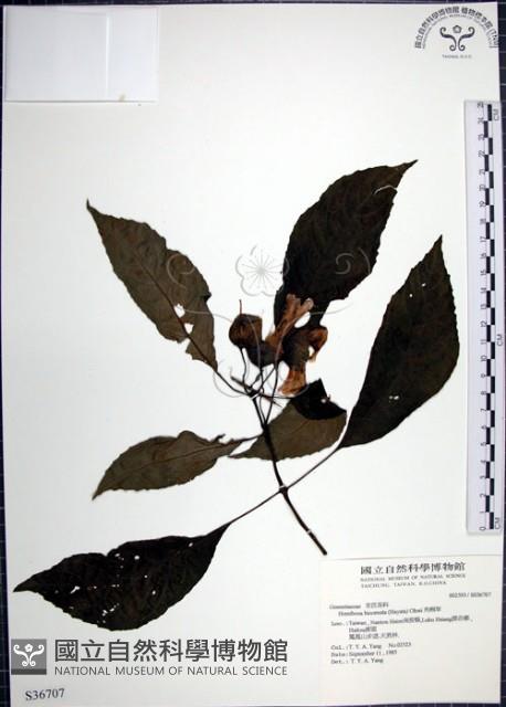 角桐草、台灣半蒴苣苔藏品圖，第1張