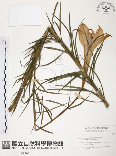 臺灣百合藏品圖，第1張