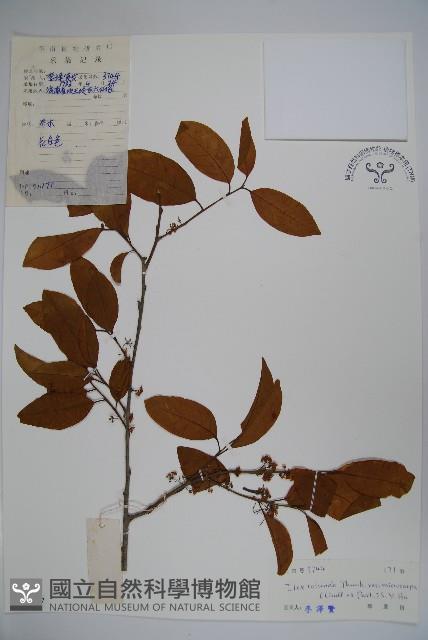 Small-fruited Chinese holly Collection Image, Figure 1, Total 2 Figures