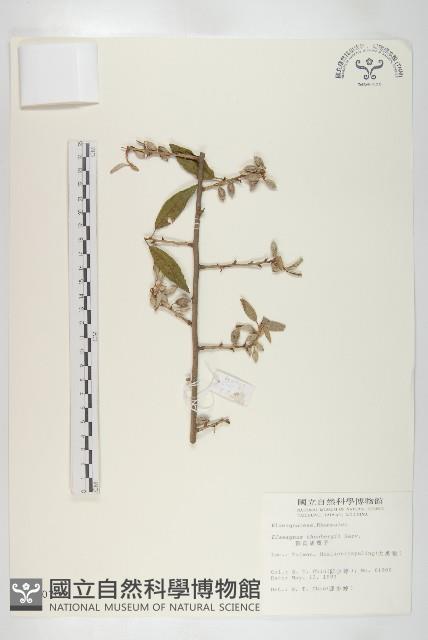 鄧氏胡頹子藏品圖，第1張