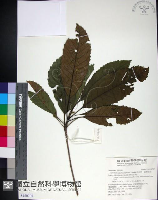 山枇杷、臺灣枇杷藏品圖，第1張