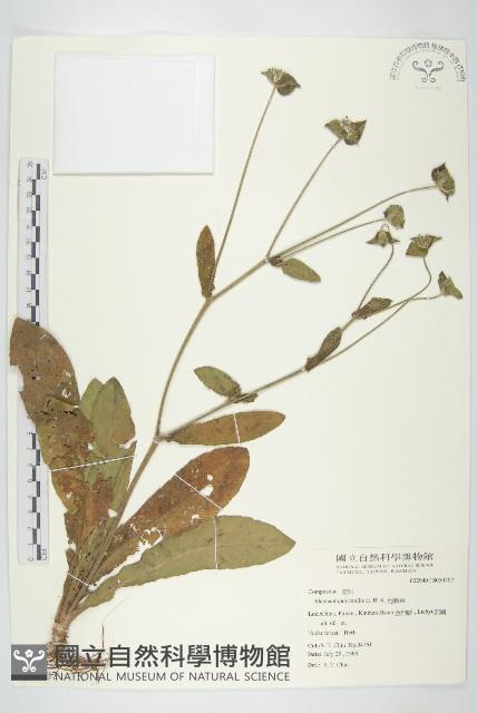 地膽草、毛蓮菜藏品圖，第1張