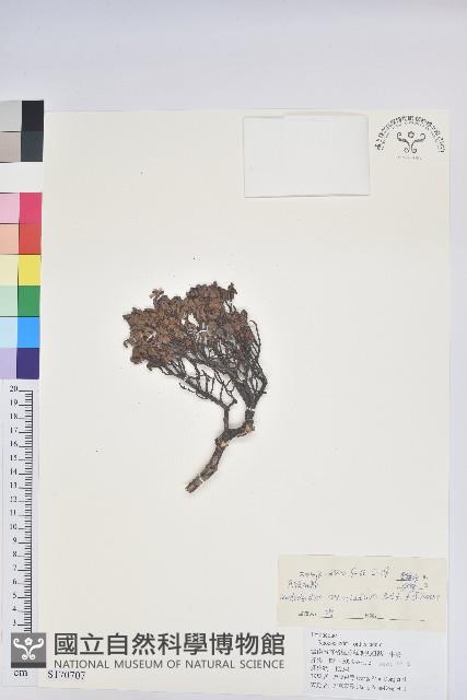 直枝杜鵑藏品圖，第1張