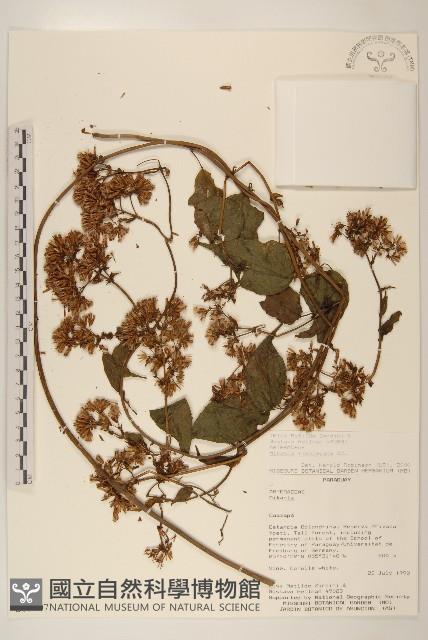 登錄號:S080707藏品圖，第1張