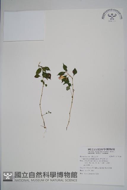 紫花鳳仙花藏品圖，第1張