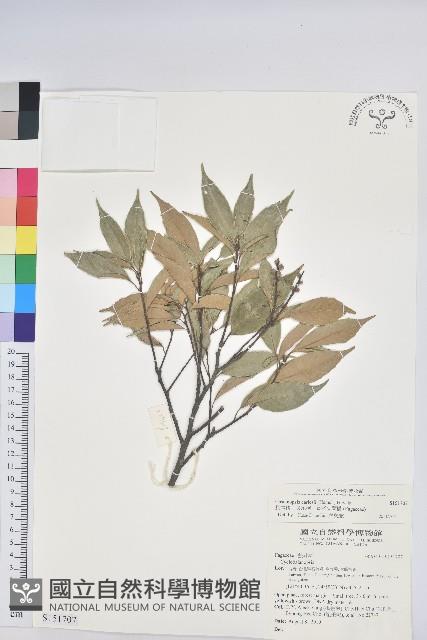 長尾栲、長尾柯、長尾尖葉櫧藏品圖，第1張