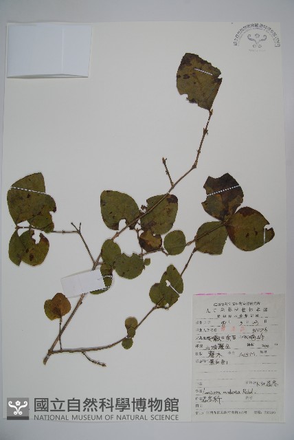 下江忍冬藏品圖，第1張