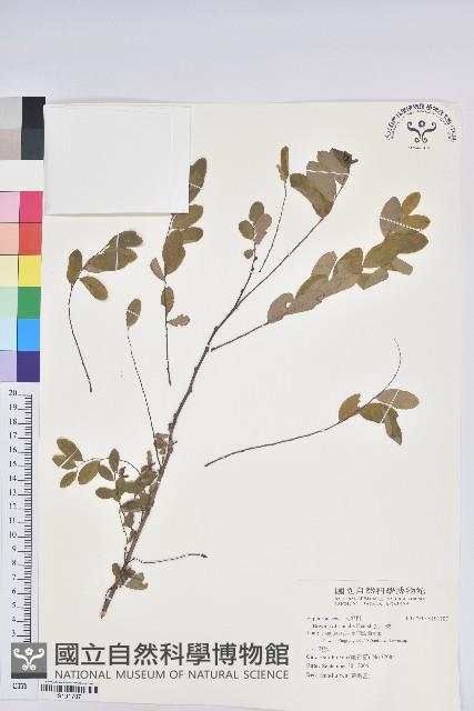 紅仔珠藏品圖，第1張