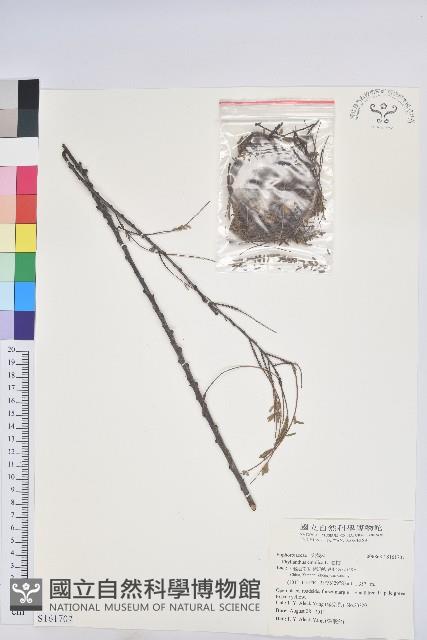 油柑藏品圖，第1張