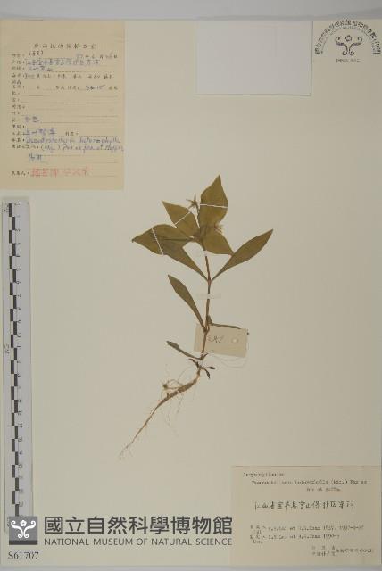 孩兒參藏品圖，第1張