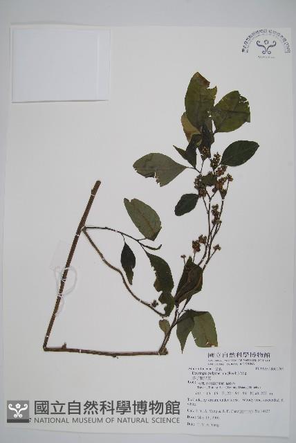 多子漿果莧藏品圖，第1張