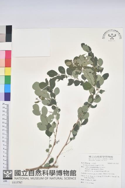 紅仔珠藏品圖，第1張