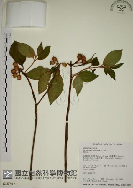 野牡丹藏品圖，第1張