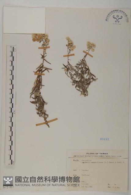 抱莖籟簫藏品圖，第1張