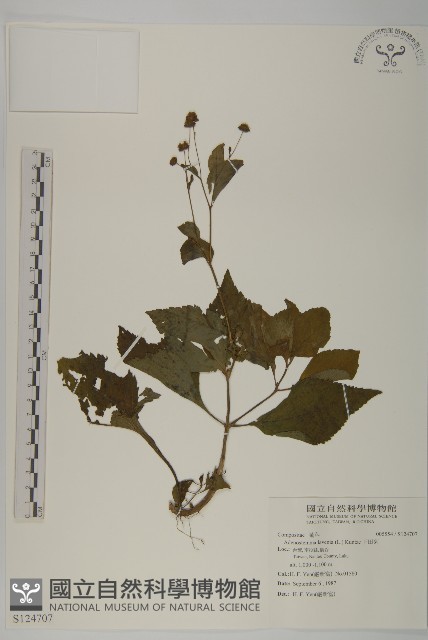 下田菊藏品圖，第1張