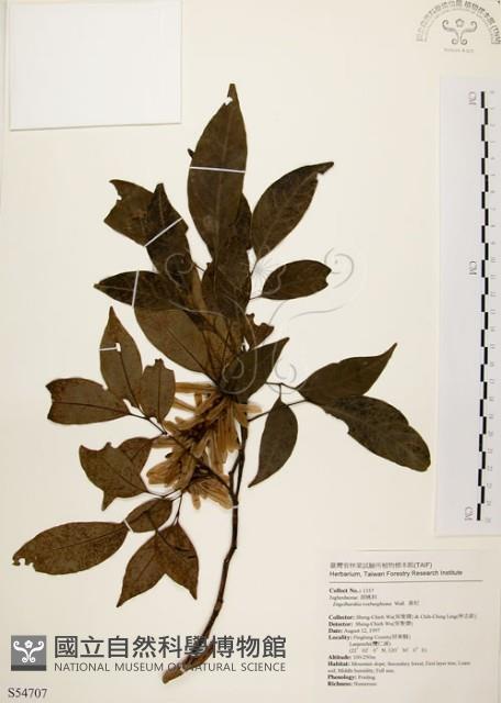 黃杞藏品圖，第1張