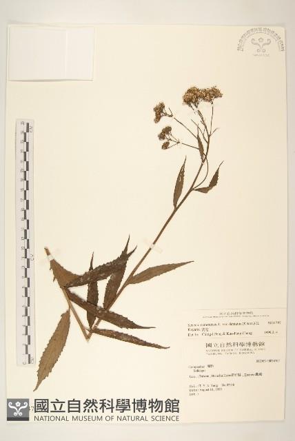 黃菀藏品圖，第1張