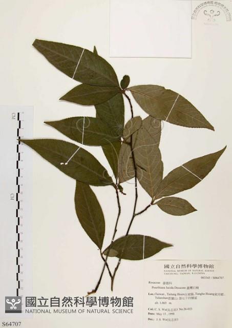 臺灣石楠藏品圖，第1張