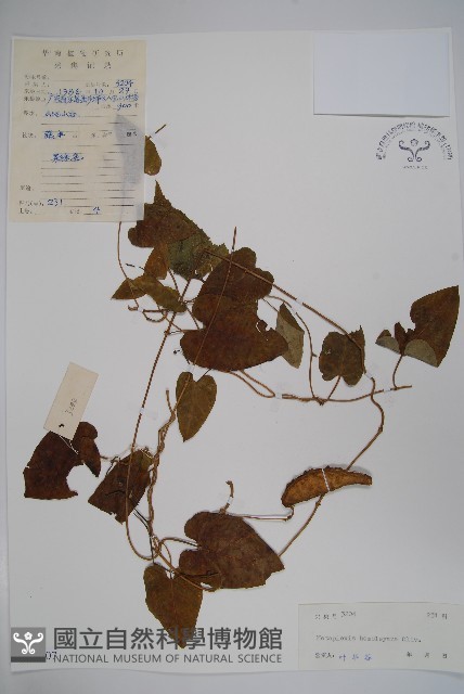 華蘿藦、奶漿藤藏品圖，第1張