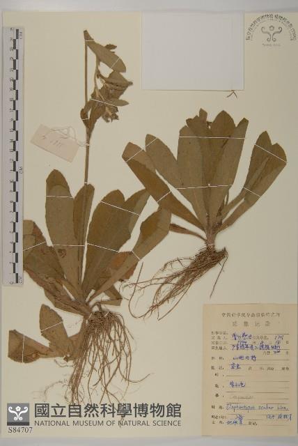 燈豎朽藏品圖，第1張