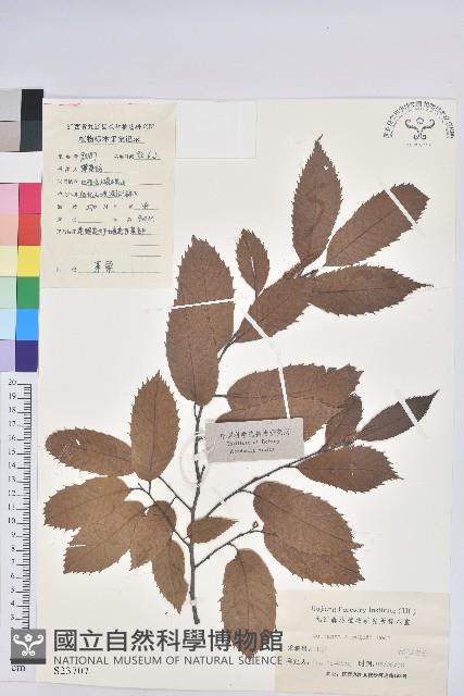 茅栗藏品圖，第1張