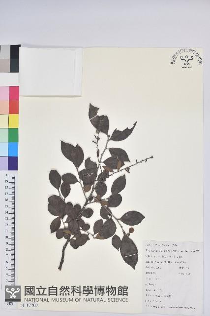 米飯花藏品圖，第1張