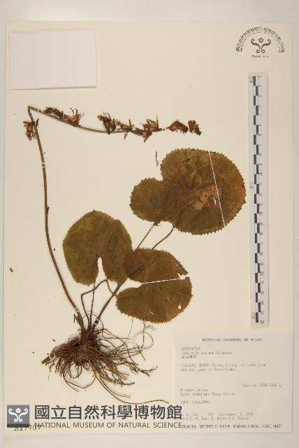 高山橐吾藏品圖，第1張