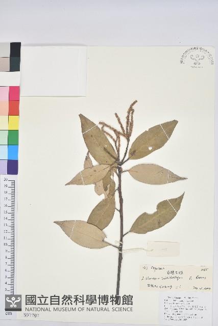 白穗石櫟藏品圖，第1張