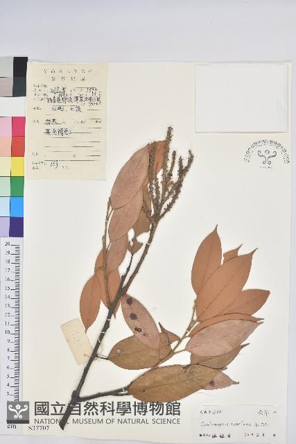 華南栲藏品圖，第1張