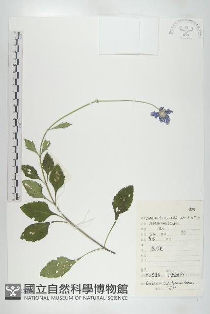 華北藍盆花藏品圖，第1張
