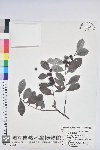 細葉饅頭果藏品圖，第1張