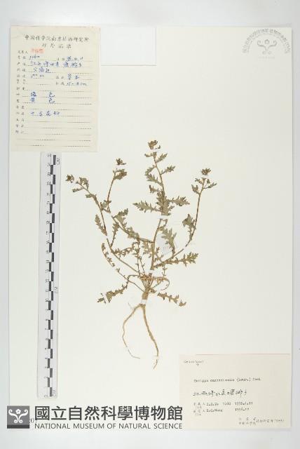 廣東葶藶藏品圖，第1張