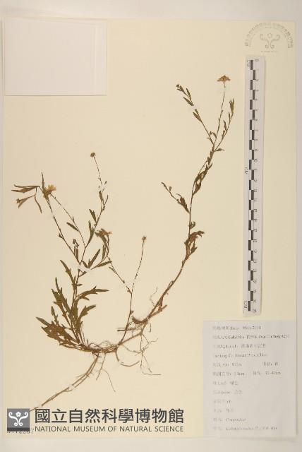 雞兒腸藏品圖，第1張