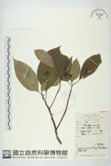 青莢葉藏品圖，第1張