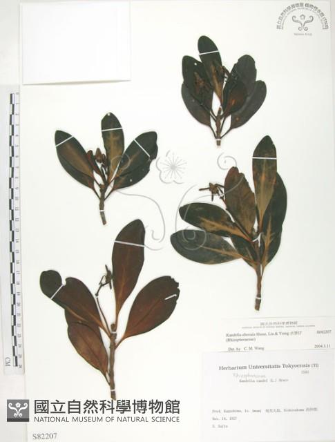 水筆仔藏品圖，第1張