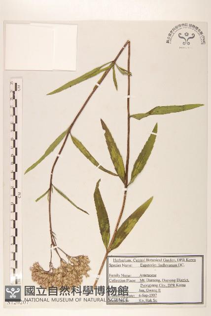 林氏澤蘭藏品圖，第1張