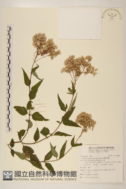 Formosan eupatorium Collection Image, Figure 1, Total 2 Figures