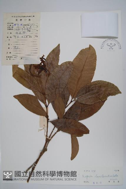 蕊木藏品圖，第1張