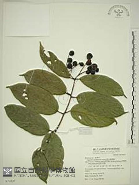 巒大雀梅藤藏品圖，第1張