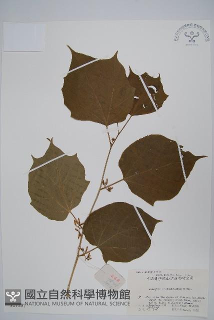 八角楓、瓜木藏品圖，第1張