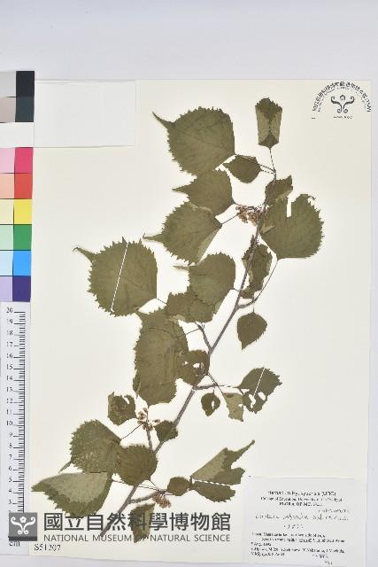 登錄號:S051207藏品圖，第1張