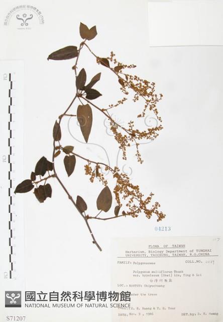 臺灣何首烏藏品圖，第1張