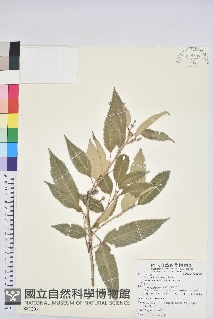 狹葉櫟藏品圖，第1張