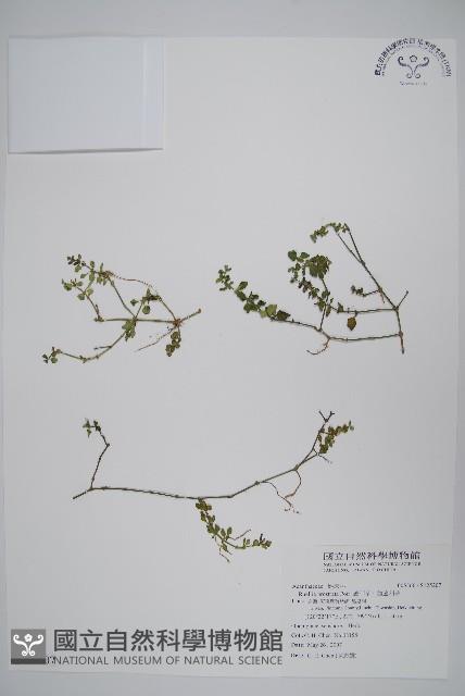 Accession Number:S125207 Collection Image, Figure 1, Total 2 Figures