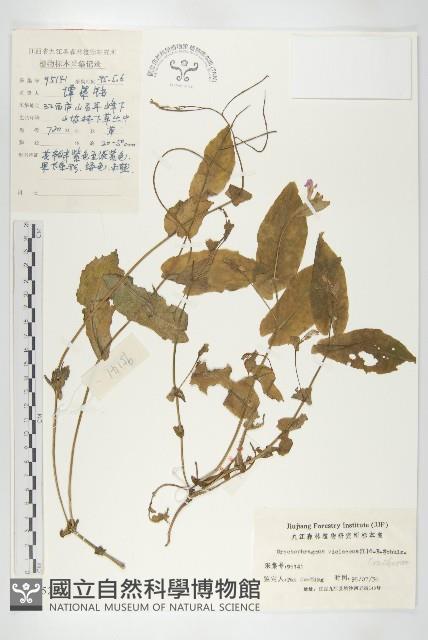 諸葛菜藏品圖，第1張