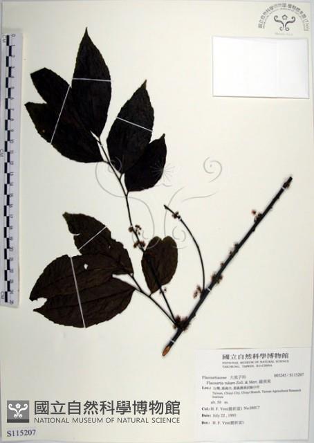 羅庚果藏品圖，第1張