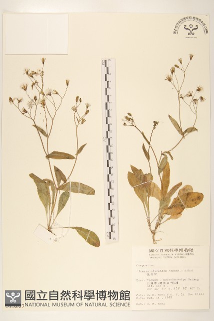 兔仔菜藏品圖，第1張