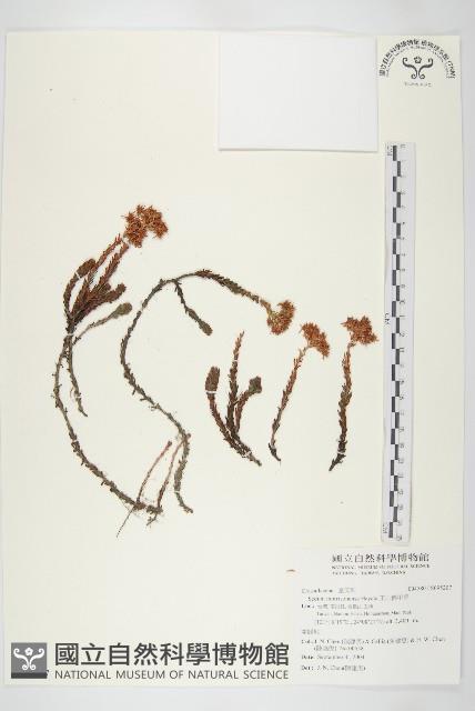 玉山佛甲草藏品圖，第1張
