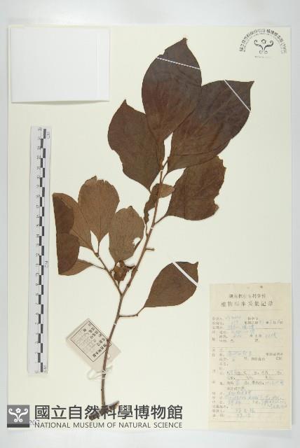 油柿藏品圖，第1張